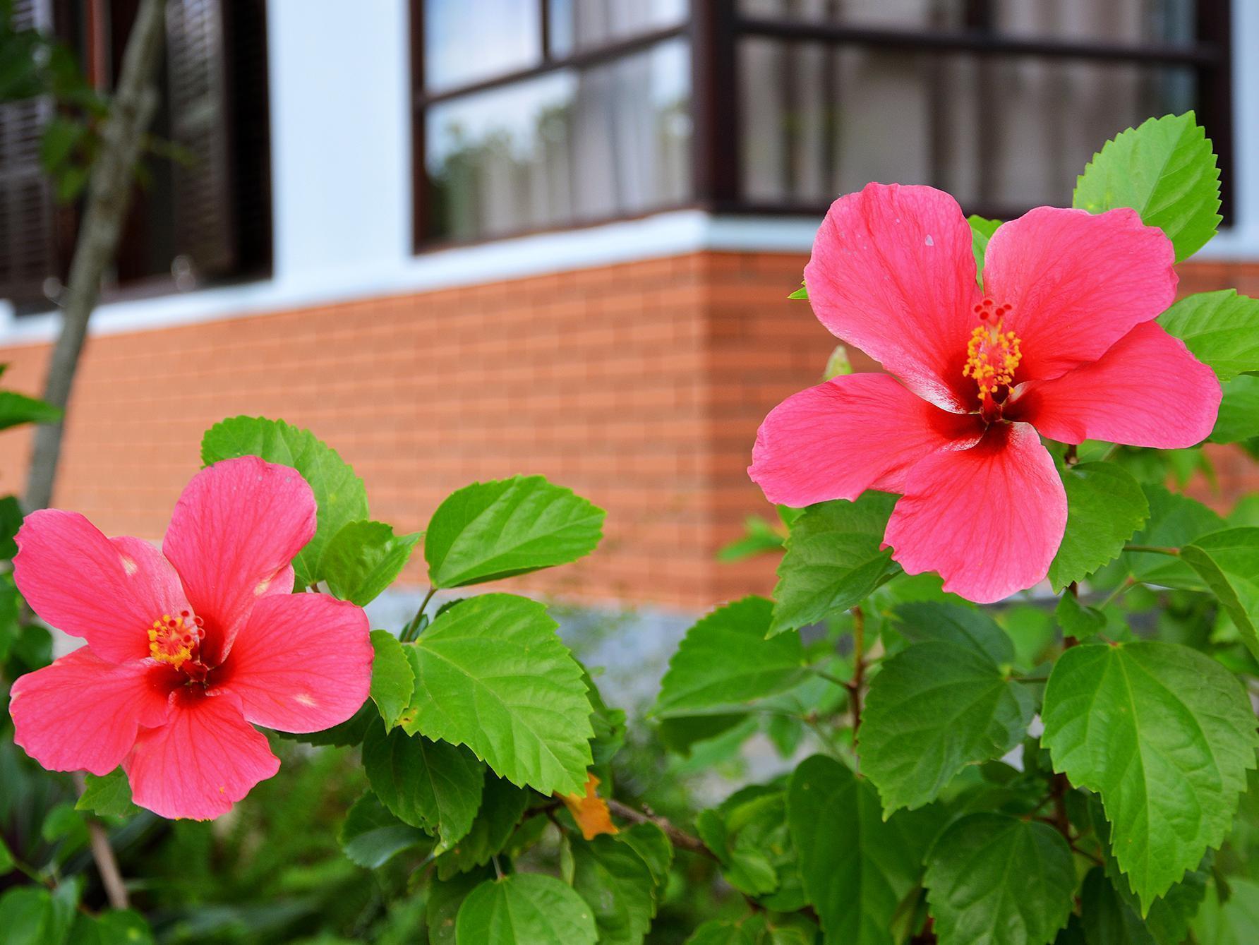 Garden Aroma Homestay Χόι Αν Εξωτερικό φωτογραφία