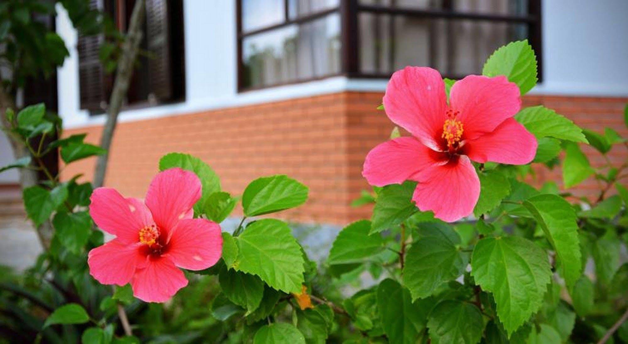 Garden Aroma Homestay Χόι Αν Εξωτερικό φωτογραφία