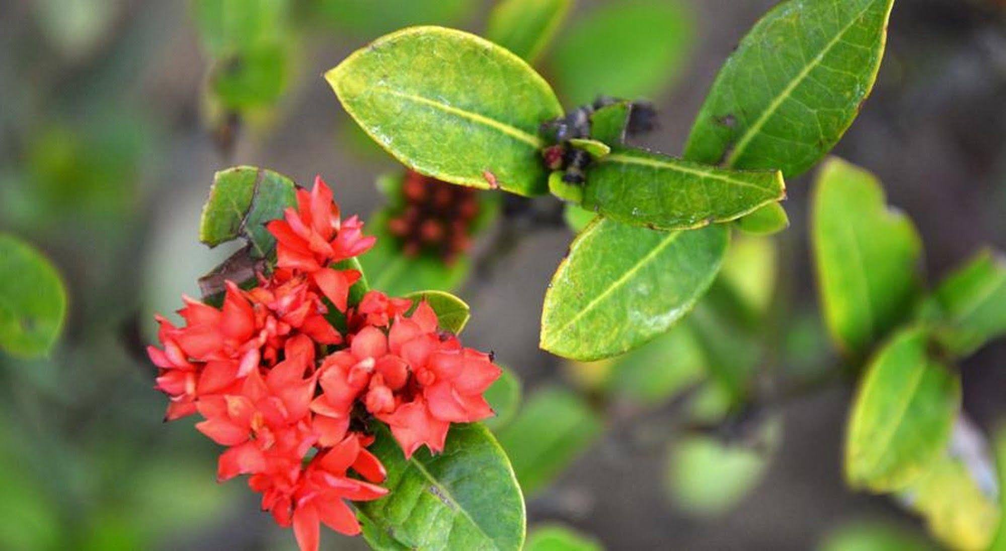 Garden Aroma Homestay Χόι Αν Εξωτερικό φωτογραφία