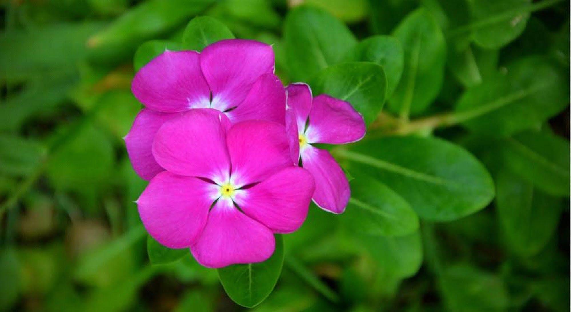 Garden Aroma Homestay Χόι Αν Εξωτερικό φωτογραφία