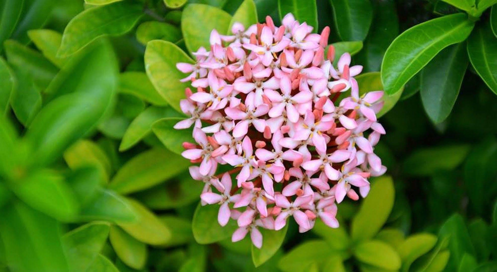Garden Aroma Homestay Χόι Αν Εξωτερικό φωτογραφία